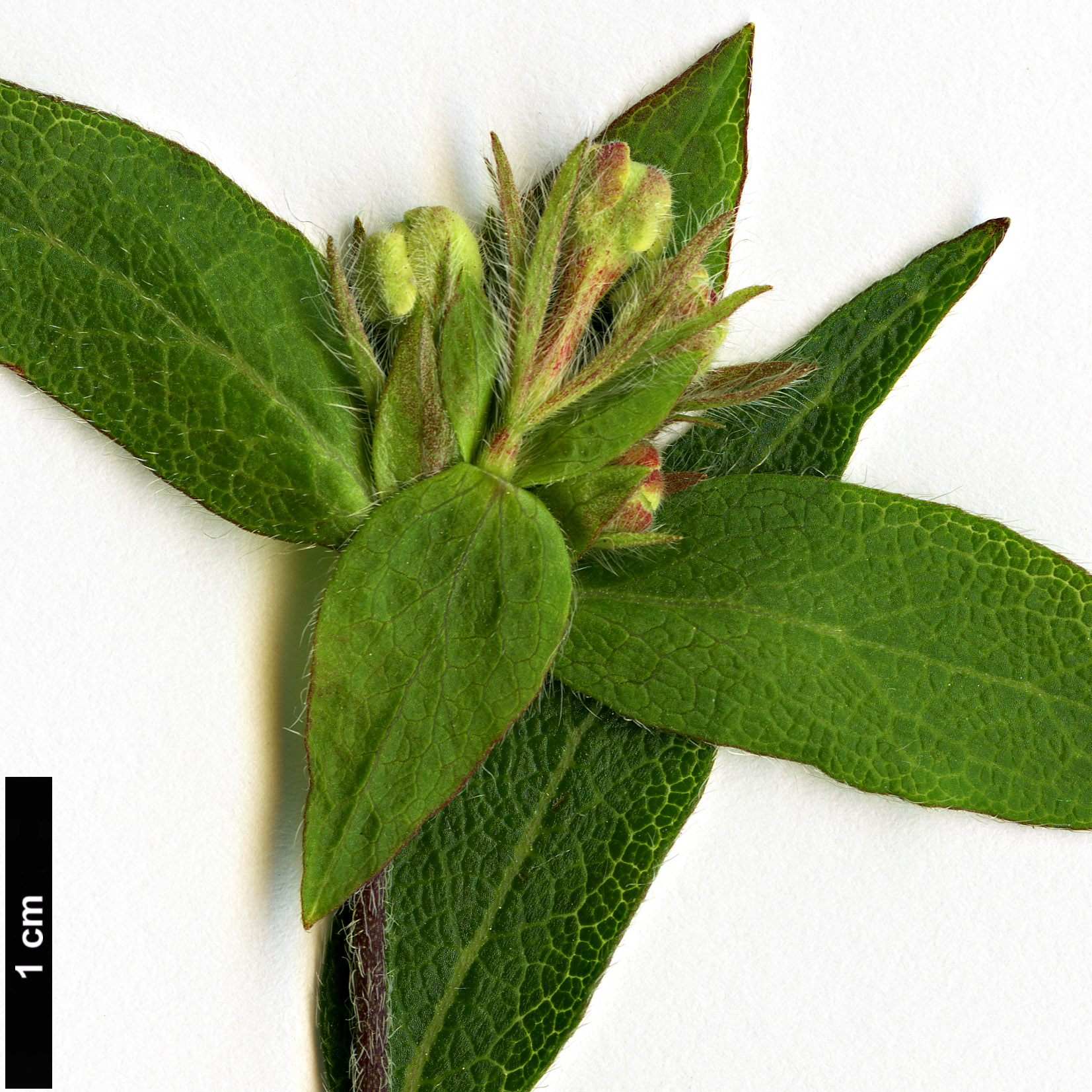 High resolution image: Family: Caprifoliaceae - Genus: Zabelia - Taxon: triflora